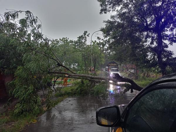 Diterjang Hujan Angin Kencang, Pohon Tumbang Tutup Jalan di Purwosari Bojonegoro