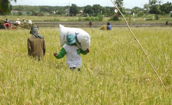 Naik 10,69 Persen, Produksi Padi Jatim di 2025 Diprediksi Capai 10,53 Juta Ton GKG