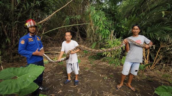 Ular Raksasa Melilit di Pohon Gegerkan Warga Bandung Jombang, Begini Penampakannya