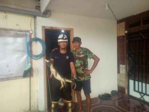 Hendak Mandi, Warga Kademangan Jombang Kaget Biawak Seukuran Paha Orang Dewasa Jatuh dari Atap