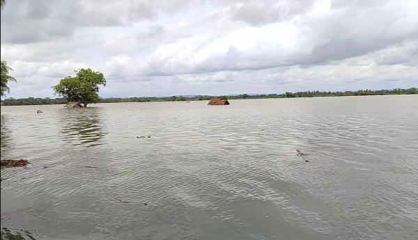 931 Hektare Sawah di Pangandaran Terendam Banjir, Petani Menjerit Rugi Miliaran Rupiah
