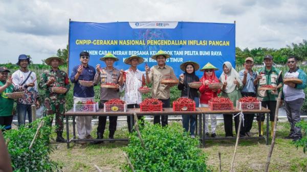 BI Babel Panen Cabai Bersama Poktan Pelita Bumi Raya di Belitung Timur