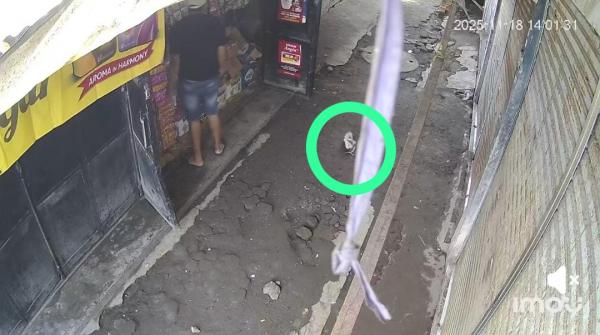 Video CCTV Pembobolan Toko di Jombang, Netizen Salfok Lihat Kucing di Lokasi: Kucingnya Jadi Saksi