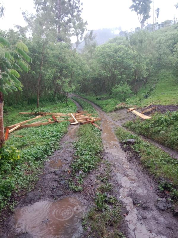 Perusakan 80 Hektare  Pohon Kopi di Ijen, Pihak PTPN I Alami Kerugian Rp4,7 Miliar