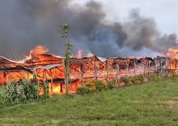 Penampakan Kandang Ayam di Jombang Terbakar Hebat, Damkar Masih Berjibaku Padamkan Api