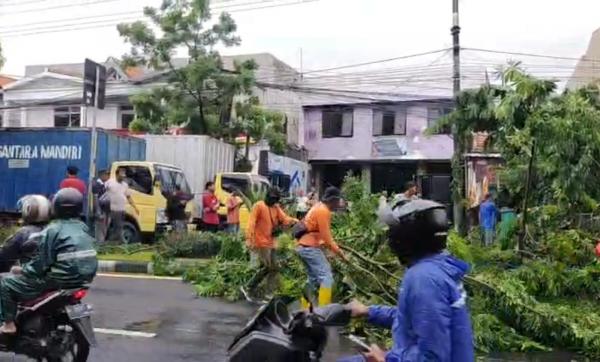 Hujan Disertai Angin Kencang, Pohon Besar Timpa Tiga Mobil Sekaligus di Jalan Jenggolo, Sidoarjo