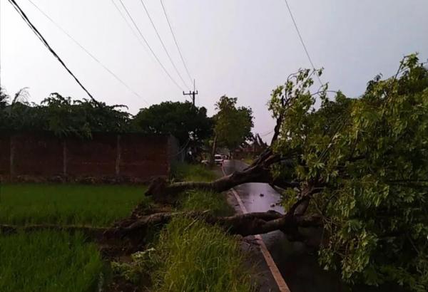 Hujan Angin Kencang Tumbangkan Pohon hingga Timpa Jalan dan Bangunan Rumah