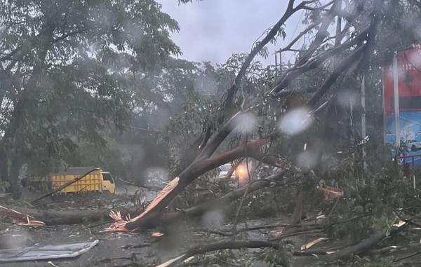 Pohon Tumbang Akibat Hujan Deras dan Angin Kencang di Cipayung Depok