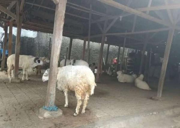 Lewat Hibah Ternak, Lebak Bidik Status Sentra Pembibitan Domba Garut