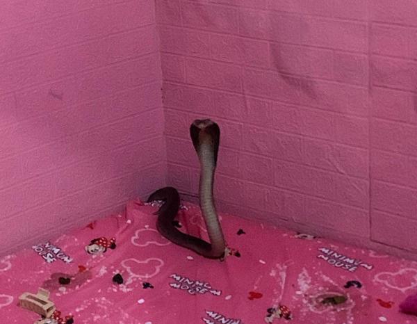 Kamar Tidur Diserbu Kobra, Damkar Krian Selamatkan Warga dari Kepanikan