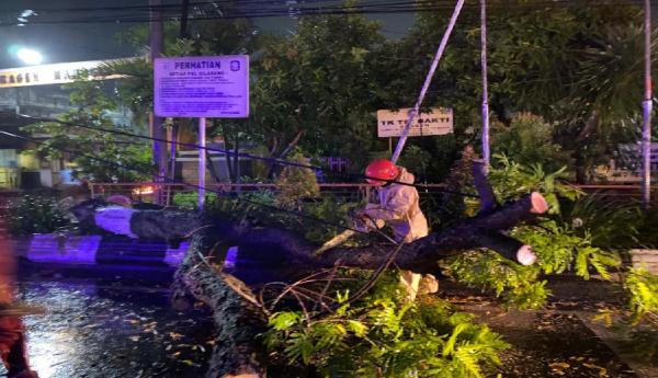 Trembesi Raksasa Tumbang Tutup Jalan Gondang–Sine, Lalu Lintas Sempat Lumpuh