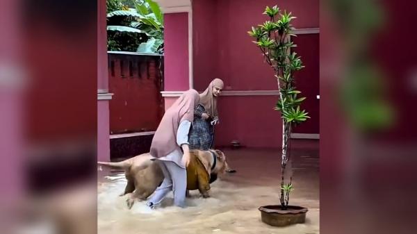 Viral! Singa Turun Gunung Ikutan Mengungsi saat Banjir, Ditolong Dua Perempuan Berhijab