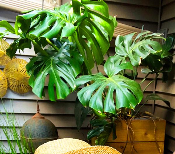 5 Tanaman Hias Raksasa yang Bisa Mengubah Suasana Rumah Jadi Terasa Tropis