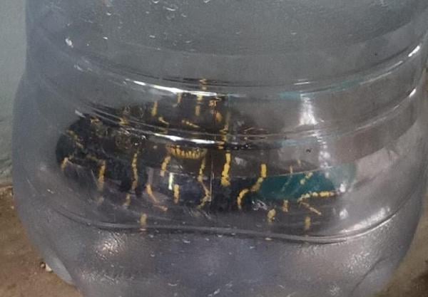 Damkar Evakuasi Ular Berbisa Cincin Mas di Permukiman Warga