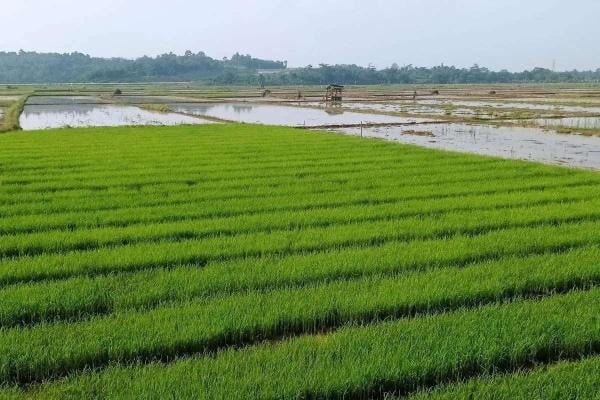 Mulai 2026, Lahan Sawah di Lebak Bebas PBB hingga 5.000 Meter Persegi