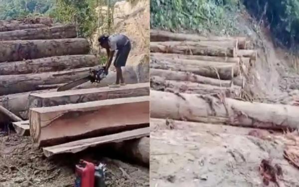 Viral! Perbukitan di Pesisir Barat Rusak Parah akibat Pembalakan Liar,Warga Takut Banjir dan Longsor