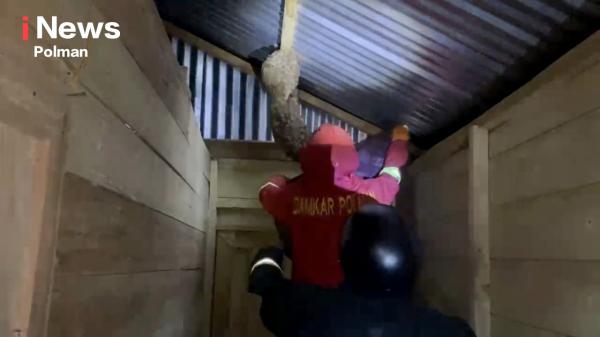 Ancaman Tawon Vespa di Wonomulyo, Damkar Polman Bergerak Tiga Kali dalam Satu Malam