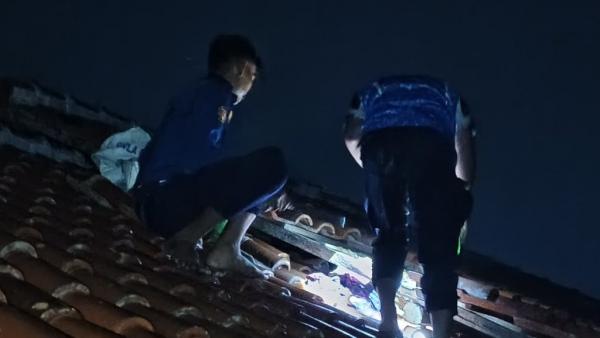 Dua Warga Luka Disengat Tawon, Petugas Damkar Indramayu Bergerak Cepat Evakuasi Sarang