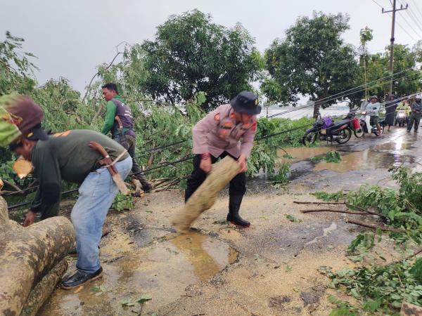 Hujan Angin Terjang Kroya Indramayu, Pohon Tumbang Tutup Jalan PU
