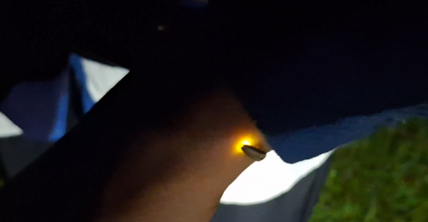 Wisata Kunang-Kunang Jember Diserbu Pengunjung Hingga dari Bali