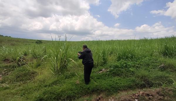 Bukan Sawit, Ratusan Hektar Kawasan Hutan di Madiun Akan Diubah Menjadi Lahan Tebu