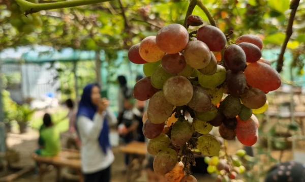 Berkunjung ke Kebun Anggur Ponorogo, Ada 35 Jenis dan Bisa Bawa Pulang Sesukanya