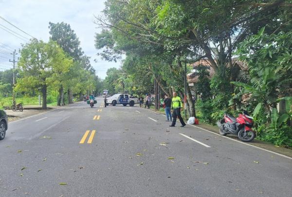 Kecelakaan di Kulonprogo, Seorang Ibu Tewas Tertimpa Dahan Pohon yang Patah