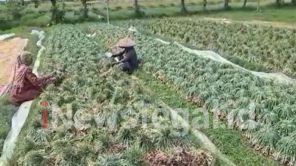 Petani Bawang Merah Brebes Keluhkan Masuknya Bawang Bombay Mini