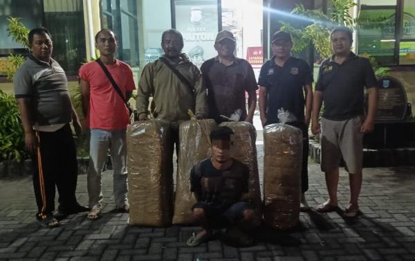 Curi Tembakau Rajang, Pria di Probolinggo Dibekuk Polsek Paiton