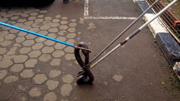 Ular Muncul di Fasilitas Kesehatan, Damkar Indramayu Sigap Evakuasi