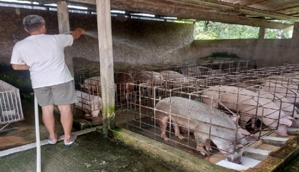 Viral! Dapur MBG Sragen Berdiri di Samping Kandang Babi, Warga Tolak Penutupan Usaha Legendaris