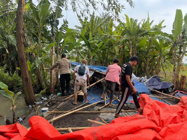 Polisi Bongkar Arena Sabung Ayam di Sawah Desa Ploso Krembung Sidoarjo