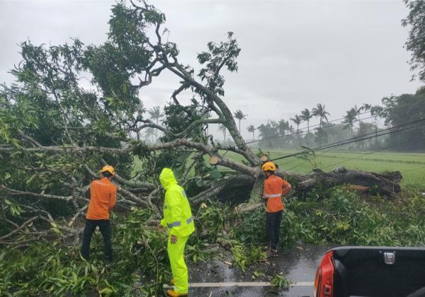 Hujan Deras Disertai Angin Kencang, Pohon Tumbang Tutup Akses Jalan di Jambesari