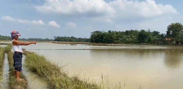 Banjir Berulang Rendam 154 Hektare Sawah di Lebak, Petani Gagal Panen