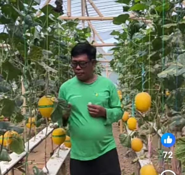 Gabe Farm Sukoharjo Pringsewu Buka Lagi Wisata Petik Melon Mulai 20 Januari 2026