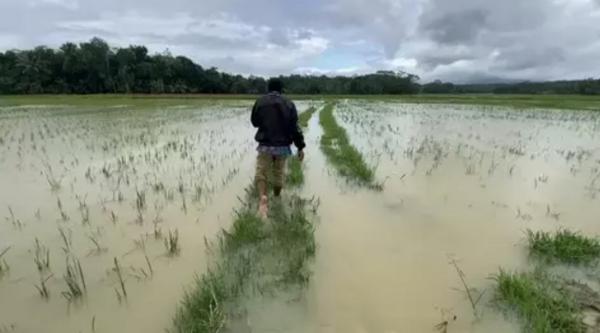 Sawah di Lebak Terendam Banjir, 50 Hektare Dipastikan Gagal Panen