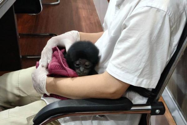 Polisi Bongkar Jual Beli Satwa Dilindungi di Riau, Owa Siamang Dijual Rp10 Juta