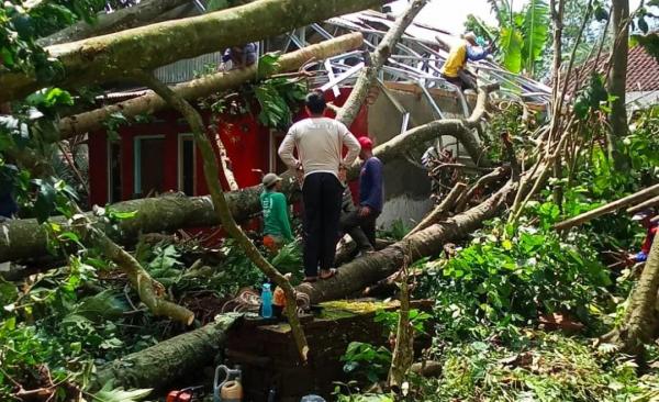 BPBD Catat 17 Desa Terdampak Pohon Tumbang Akibat Angin Kencang