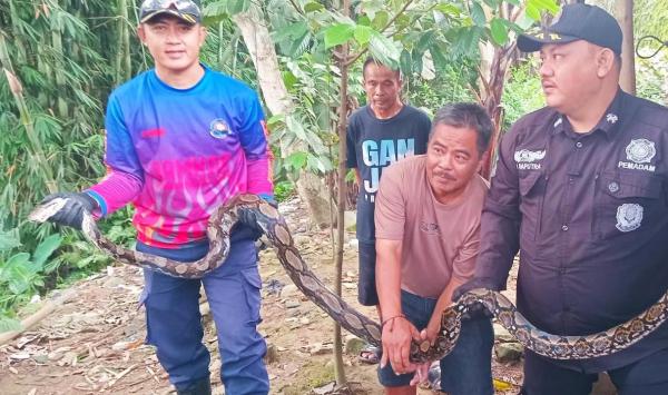 Warga Perumahan Kasturi Perdana Dikejutkan Ular Sanca di Atas Garasi Rumah