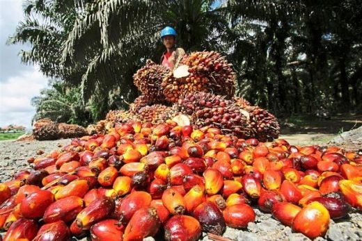 Petani Sawit Riau Panen Cuan, Harga TBS Swadaya Melesat di Pekan Ketiga