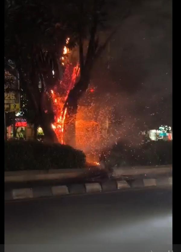 Pohon Angsana di Median Jalan Sidoarjo-Surabaya Tiba-tiba Terbakar Tanpa Sebab