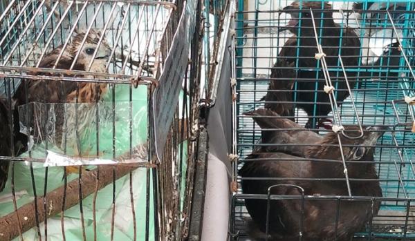 Polda Jabar Tangkap Penjual Satwa Langka dan Dilindungi, Amankan 14 Ekor Elang