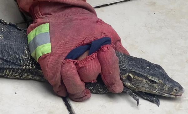 Kemunculan Biawak Besar Bikin Panik Warga Tonatan Ponorogo, Sempat Dikira Buaya