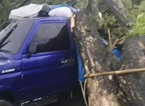 Pohon Tumbang Timpa Pedagang Rambutan di Jalan Ir Sutami Makassar, Korban Dilarikan ke RS Daya