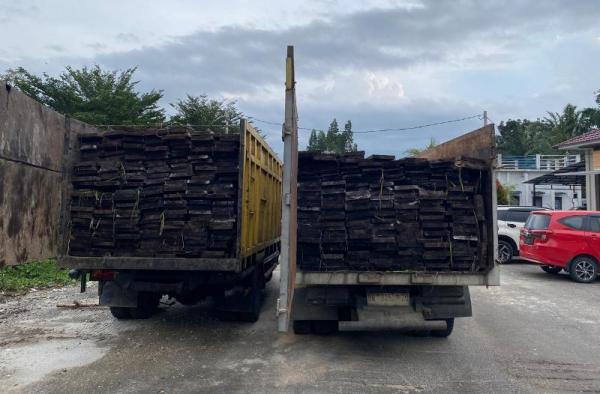 Polda Riau Amankan Dua Truk Kayu Ilegal dari Suaka Margasatwa Kerumutan