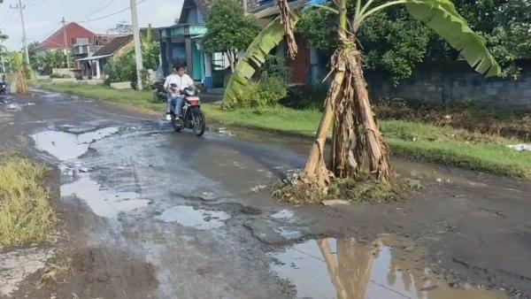 Warga Tanam Pohon Pisang di Tengah Jalan Rusak, Bupati Nganjuk Janji Tindak Lanjuti