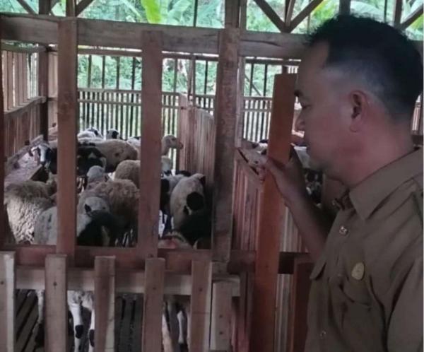 Populasi Ternak Didorong Naik, Pemkab Lebak Perluas Inseminasi Buatan