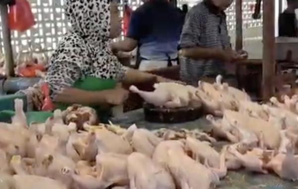 Harga Ayam Potong di Pasar Klandasan Naik Jelang Ramadhan, Pedagang Keluhkan Sepinya Pembeli