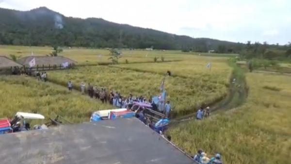 Heboh! Padi Organik PS-08 Dipanen 753 Hektare di Pandeglang, Hasilnya Lampaui Padi Biasa
