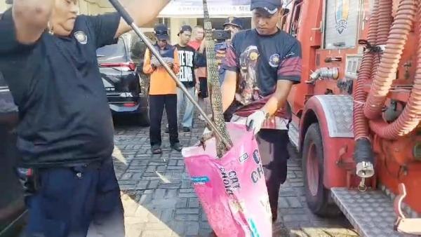 Biawak Salah Alamat: Kabur dari Hutan Malah Masuk ke Apotek di Palangka Raya